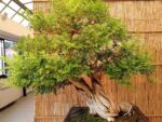 Murraya paniculata - Bois jasmin en bonsaï