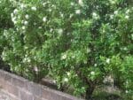 Murraya paniculata - Buis de Chine en haie de bordure