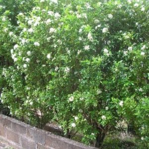 Murraya paniculata - Buis de Chine en haie de bordure