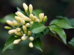 Murraya paniculata - Feuilles lancéolées du Buis de Chine