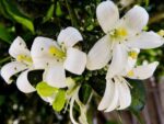 Murraya paniculata - Fleurs blanches de Buis de chine