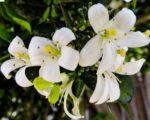 Murraya paniculata - Fleurs blanches de Buis de chine