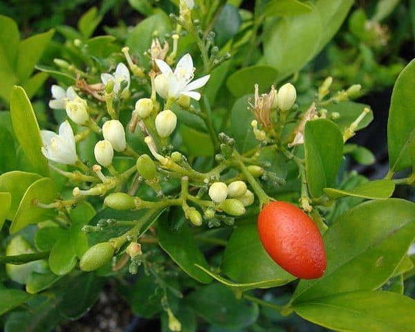 Murraya paniculata - Fruits rouges du Bois jasmin