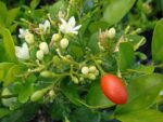 Murraya paniculata - Fruits rouges du Bois jasmin
