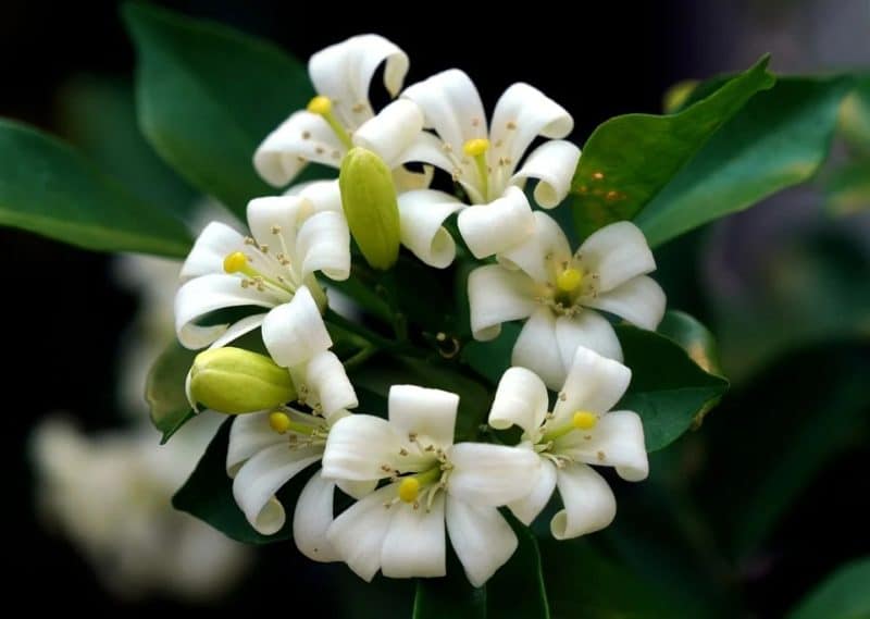 Murraya paniculata - Pétales recourbés du bois jasmin
