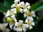 Murraya paniculata - Pétales recourbés du bois jasmin