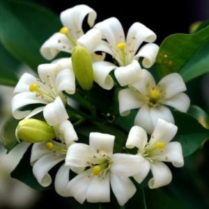 Murraya paniculata - Pétales recourbés du bois jasmin