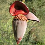 Musa acuminata subsp. acuminata - Fleur rouge pruineuse de bananier