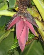 Musa acuminata subsp. acuminata - Fleur rouge du blood banana