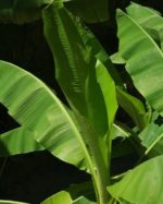 Musa acuminata subsp. acuminata - Grandes feuilles souples de bananier