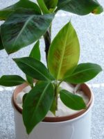 Musa acuminata subsp. acuminata - Jeune plant de bananier