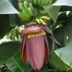 Musa acuminata subsp. acuminata - Régime de bananes de Chine et fleur rouge
