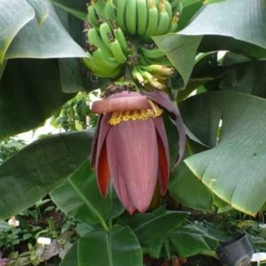 Musa acuminata subsp. acuminata - Régime de bananes de Chine et fleur rouge