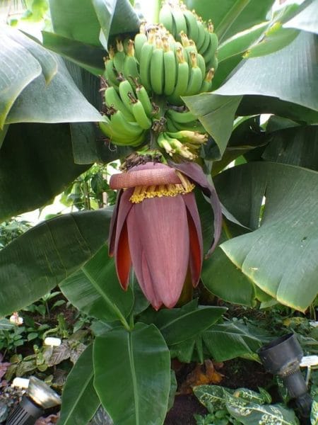 Musa acuminata subsp. acuminata - Régime de bananes de Chine et fleur rouge