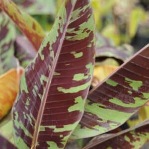 Musa acuminata subsp. zebrina - Feuillage marbrée de rouge du Blood banana, graines de Musa acuminata subsp. zebrina , graines de Blood banana