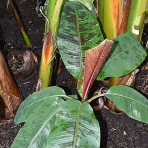 Musa acuminata subsp. zebrina, Jeune bananier Blood banana, graines de Musa acuminata subsp. zebrina , graines de Blood banana