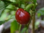 Piment cerise - Baie mûre de Capsicum annuum L., graines de Piment cerise, graines de Capsicum annuum L.