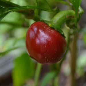 Piment cerise - Baie mûre
