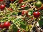 Piment cerise - Baies rouges