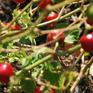 Piment cerise - Baies rouges