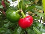 Piment cerise - Capsicum annuum L., graines de Piment cerise, graines de Capsicum annuum L.