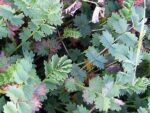 Feuillage de Sanquisorba minor, Feuilles aromatiques de Pimprenelle
