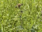 Culture de Sanguisorba minor, Pimprenelle en milieu naturel