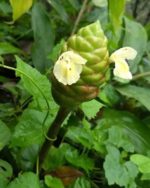 Zingiber zerumbet - Fleurs jaune pâle