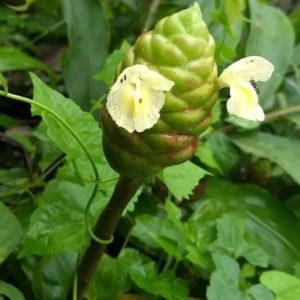 Zingiber zerumbet - Fleurs jaune pâle