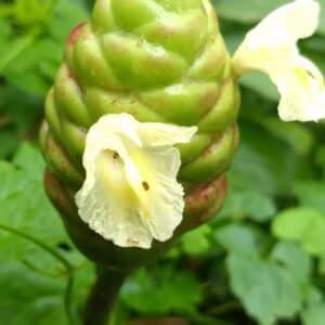 Zingiber zerumbet - Fleurs jaune pâle