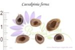 Graines de Caesalpinia ferrea, Caesalpinia ferrea seeds