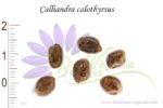 Graines de Calliandra calothyrsus, Calliandra calothyrsus seeds