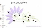 Graines de Carnegia gigantea, Carnegia gigantea seeds