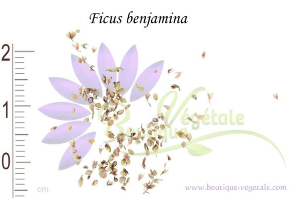 Graines de Ficus benjamina, Ficus benjamina seeds