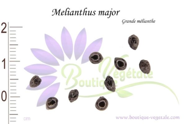 Graines de Melianthus major, Melianthus major seeds