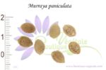 Graines de Murraya paniculata, Murraya paniculata seeds