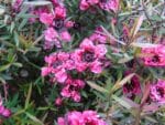 Leptospermum scoparium – Manuka ( CC-BY-SA-4.0 )