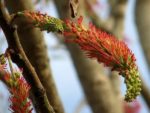 Acrocarpus fraxinifolious - Epi de fleurs rouge-orange de Pink cedar