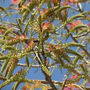 Acrocarpus fraxinifolious - Inflorescence de Pink cedar