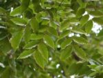 Acrocarpus fraxinifolius - Feuilles paripennées