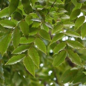 Acrocarpus fraxinifolius - Feuilles paripennées