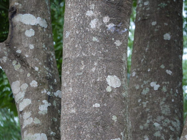 Acrocarpus fraxinifolius - Tronc à écorce grise