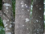 Acrocarpus fraxinifolius - Tronc à écorce grise