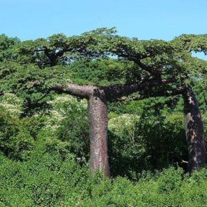 Adansonia suarezensis - Vue générale