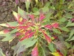 Amaranthus tricolor - Feuilles tricolores d'épinard chinois
