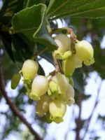 Arbutus unedo - Fleurs en clochette blanches d'arbousier