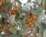 Arbutus unedo - Fruits rouges et feuilles d'arbousier