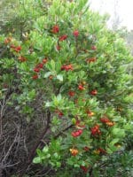 Arbutus unedo - Vue générale d'un arbre aux fraises