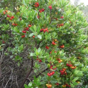 Arbutus unedo - Vue générale d'un arbre aux fraises