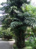 Caryota mitis - Vue générale d'un palmier céleri